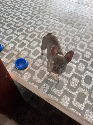 Buldogue francês