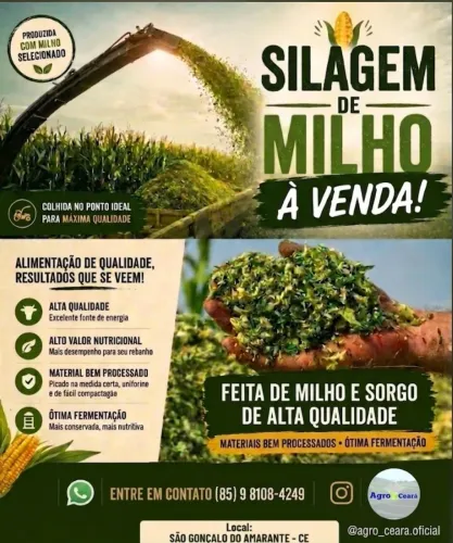 Silagem de milho
