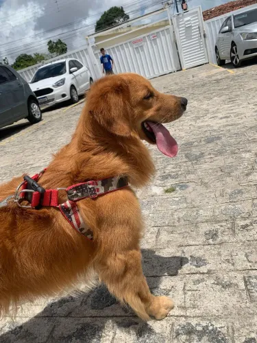 PROCURA-SE UMA NAMORADA.