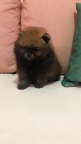 Machinho de Lulu