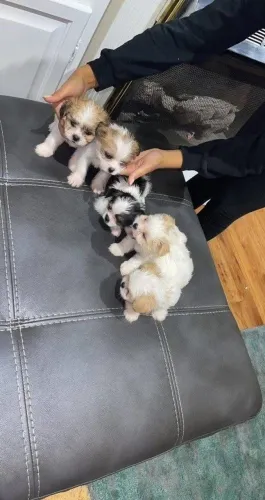 Filhotes de Shih Tzu | Filhotes que esbanjam carinho.