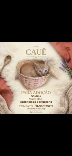 Gatinhos para doaçao