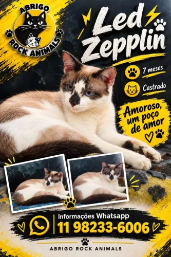 Festival de gatinhos para adoção responsável