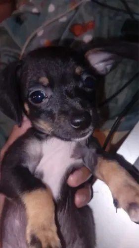 Cachorro pinscher fêmea filhote