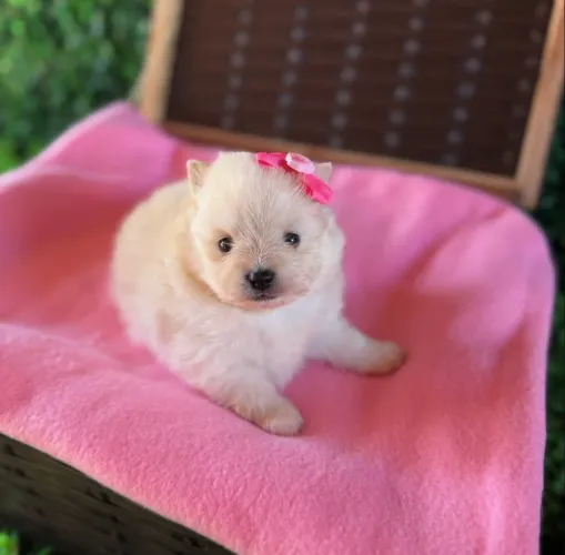 Spitz Alemão Anã Fêmea!! Uma Bonequinha.