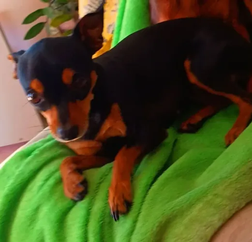 Filhotes se pinscher