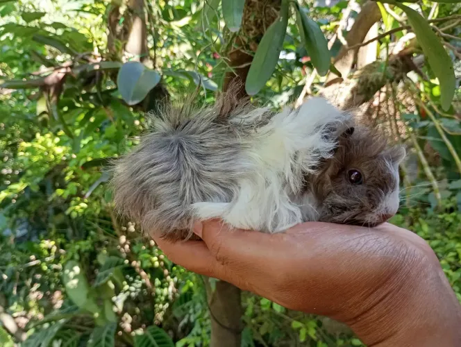 Porquinho da Índia