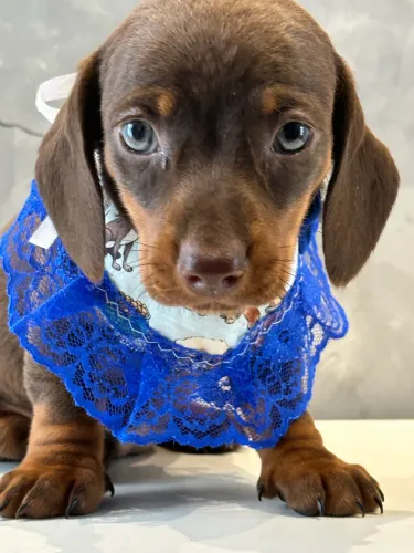 Linguicinha disponível - Dachshund