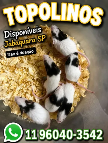 Topolino