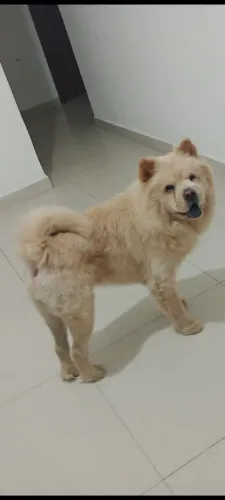 Cachorro show show