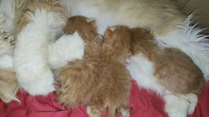 Filhotes gatos persa