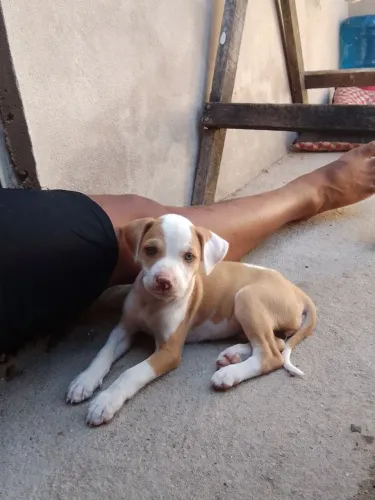 Pit bull  filhote 