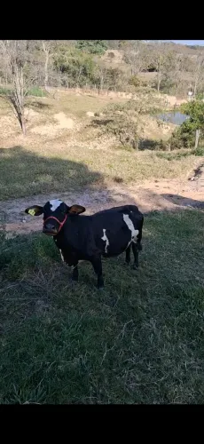 Mini vaquinha amojando .