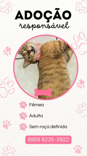 Adoção de Gata 