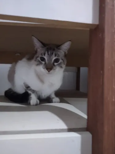 Gata 1 ano
