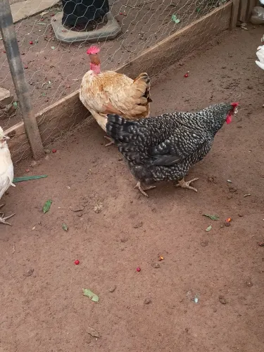 Vendo galinha caipira
