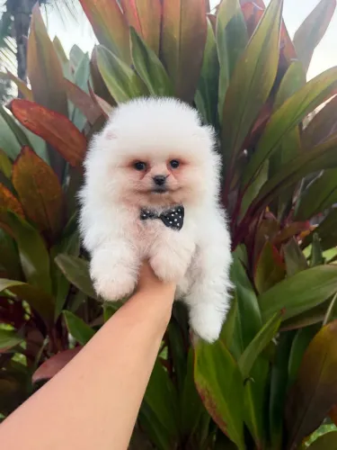 LULU DA POMERANIA EXCLUSIVO!!!
