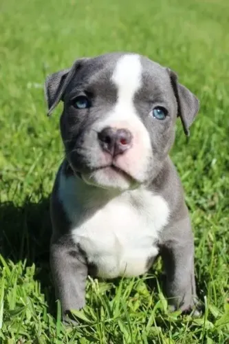 American Bully
