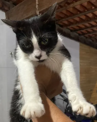 Gatinhas para doação responsável 