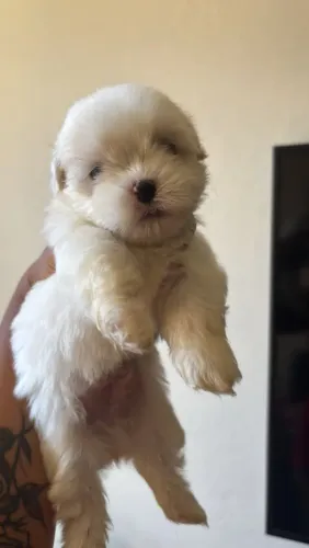 Filhotes de Shih Tzu