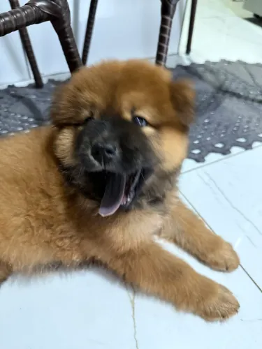 Filhotes de Chow chow fêmeas 