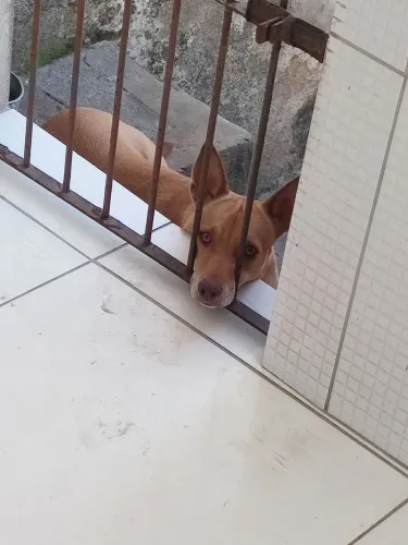 Cachorro macho para doação