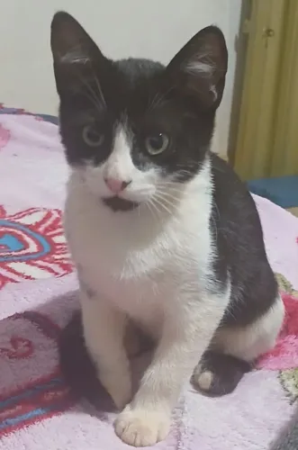 Gatinhos Para Adoção