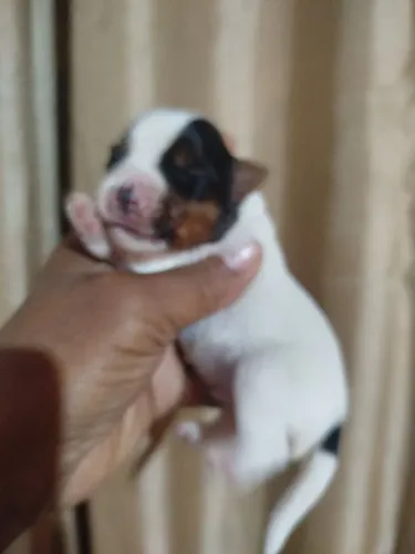 York BIEWER terrier, York colors
