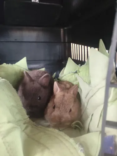Filhotes de mini coelho Netherland dwarf 