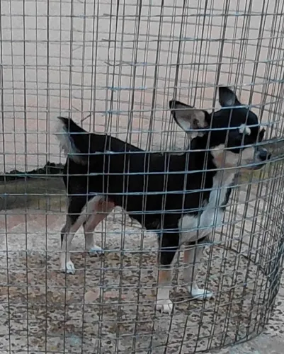 Chihuahua Fêmea