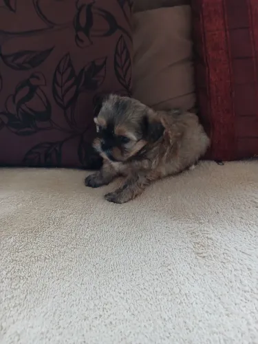 vendo filhote de shihtzu