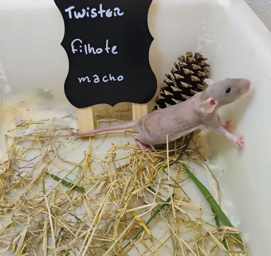 Filhotes de Twister/ Mercol