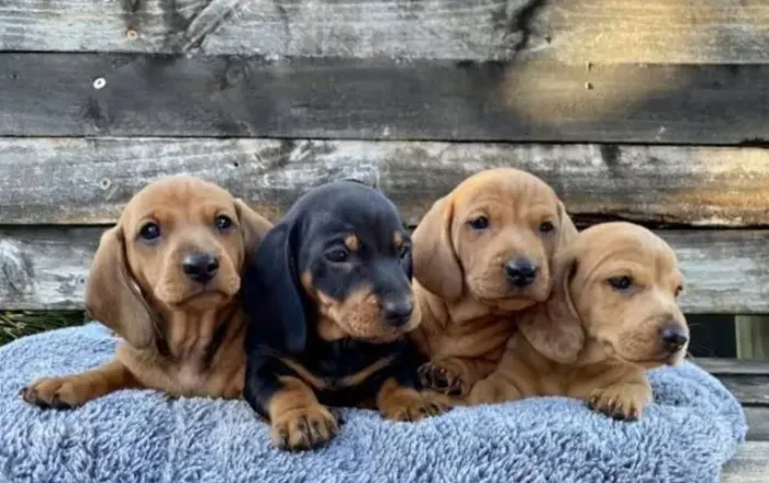 Basset Dachshund Filhotes Linguicinhas Autênticos.