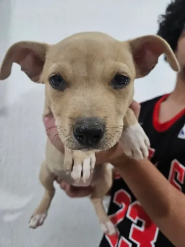 Filhote de Pitbull (american staffordshire terrier)
