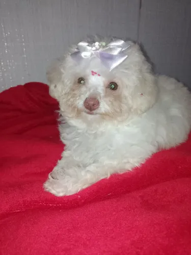 poodle Fêmea Microtoy