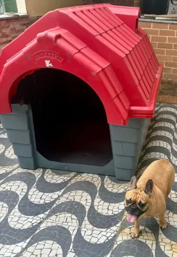 casa de cachorro 