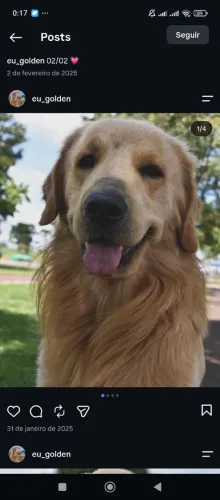 ESTOU DOANDO UM GOLDEN RETRIEVER