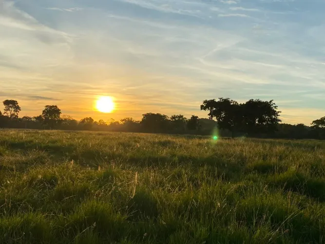 Vende-se fazenda 147 hectares em Pocone Mato Grosso MT
