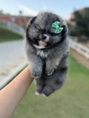 Spitz alemão