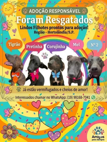 Filhotes resgatados para adoção