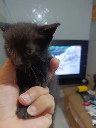 DOA-SE LINDOS GATINHOS ?
