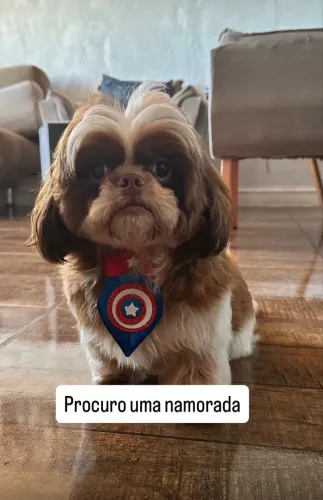 Procuro fêmea para cruzar 