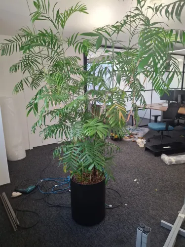 Vasos de ótima qualidade com plantas