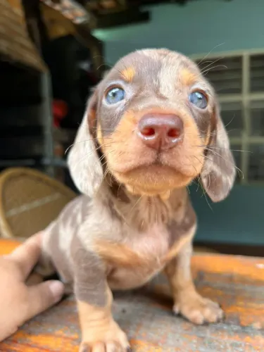 Daschund Alerquim chocolate - Seu filhote está aqui 