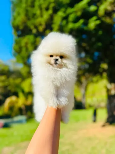 SPITZ ALEMÃO ANÃO (LULU DA POMERÂNIA)!!!