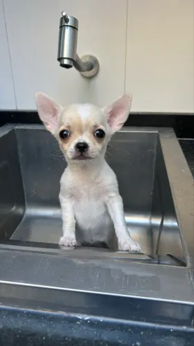 Filhotes de Chihuahua 5 dias de vida