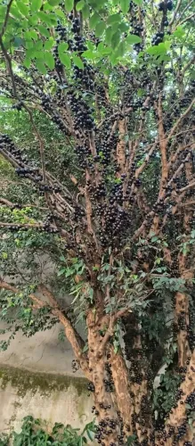 Pé de Jabuticaba 40 anos - Retirada facilitada veja o anúncio