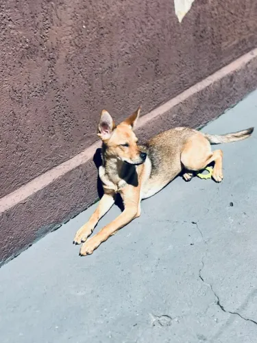 Cachorra de 8 meses ursa,com todas vacinas em dia! Vai tudo! Motivo mudança! Lugar pequeno