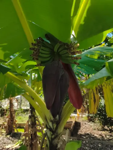 MANGARÁ/Coração de bananeira