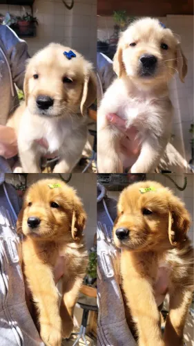 Filhotes de Golden Retriever